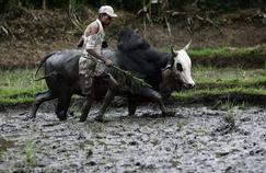 A Madagascar (ici en 2005), la riziculture est encore largement traditionnelle.