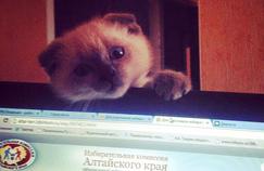 Barsik est un -Scottish Fold de 18 mois.