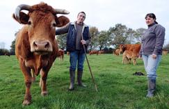 La France est le pays qui produit le plus de bovins.