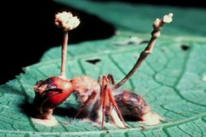 Une fourmi «dévorée» par le champignon