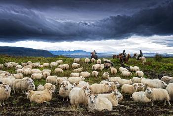 Chaque année, avant l'arrivée de l'hiver, les fermiers partent dans les Highlands chercher leurs moutons.