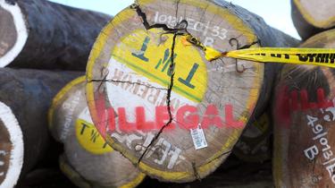 La RDC vend 650.000 hectares de forêts à des entreprises chinoises