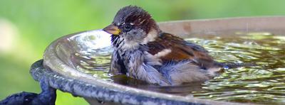 Prévoyez un récipient d'eau fraîche pour les oiseaux.