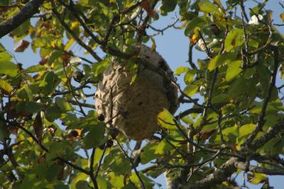 Le tir de cartouches permet de détruire facilement et à moindres frais les nids situés à la cime des arbres. Photo: André Bianco/Flickr.