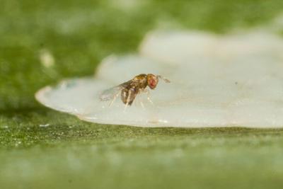 Trichogramme femelle en train de pondre sur des œufs de pyrale. Photo Biotop.