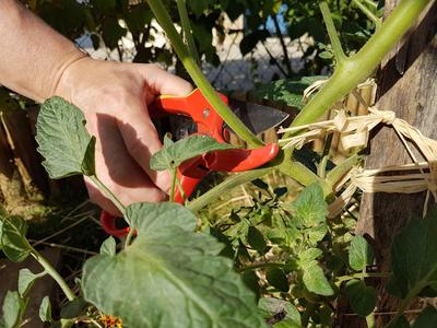 Les tomates ont besoin de feuilles saines pour mûrir.