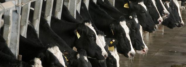 Les vaches clonées seront destinées au marché alimentaire.