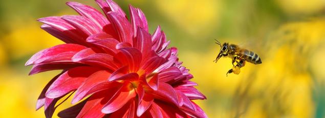 Abeilles domestiques ( Apis mellifera) butinant une fleur de dahlia.