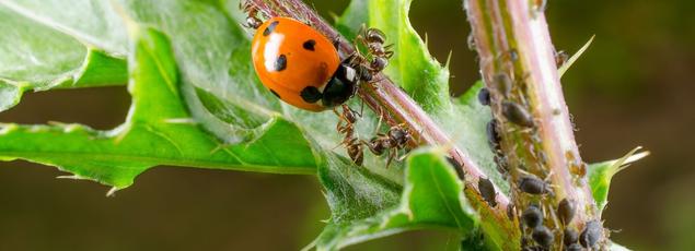 Coccinelle dévorant des pucerons protégés par des fourmis qui se nourrissent de leur miellat. DR