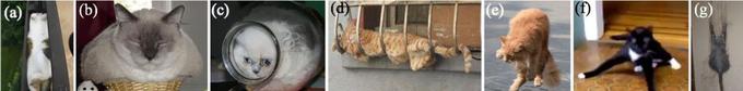 Exemples de chats dans divers supports, dans la publication parue dans «Rheology Bulletin», en juillet 2014.