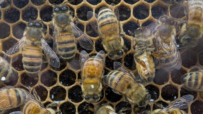 En 2016, les Nations Unies ont prévenu que 40% des invertébrés pollinisateurs - en particulier abeilles et papillons - risquaient une extinction à l'échelle mondiale.
