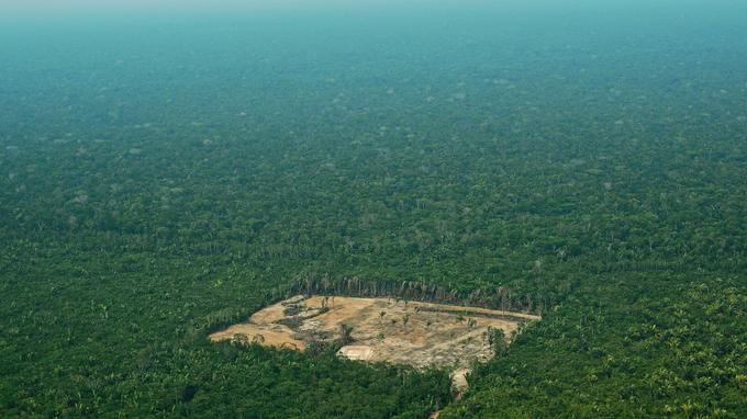 La forêt amazonienne, au Brésil, a subi en certains endroits l'une des plus importantes déforestations de son histoire cette année, avec des chiffres parfois trois fois plus élevés qu'en 2016.