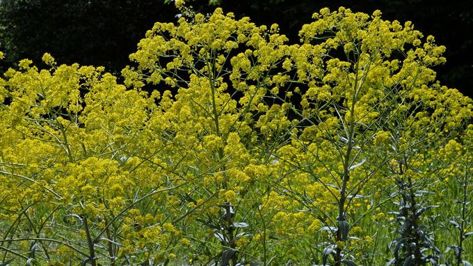Les feuilles bleuâtres du pastel ( <i>Isatis tinctoria</i>) doivent subir deux étapes de fermentation avant de libérer leurs beaux pigments bleus et être transformées en «coques» ou «coquagnes». D'où le nom de «pays de cocagne», synonyme aujourd'hui de richesse, attribué à la région du Lauragais, au sud de Toulouse, dont la culture du pastel fit la fortune au XVIe siècle.