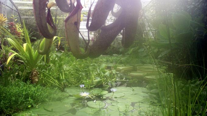 L atmosphère irréelle du jardin botanique d Oxford