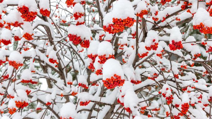 XVM7e1b0f36-dbfd-11e6-8620-c271acfe3201.