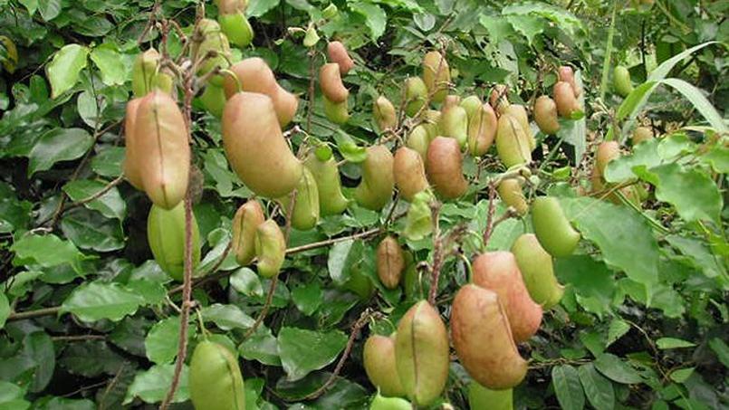 Dix plantes et un fruit pour mieux dormir