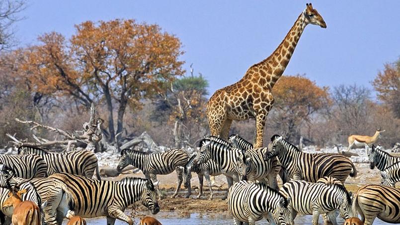 quels animaux en namibie