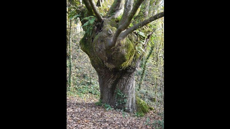quel arbre vous appelle