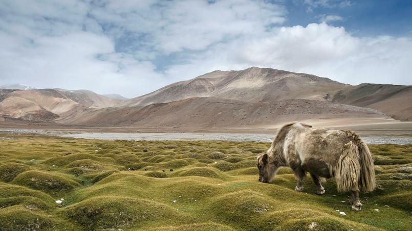 Alpage de Korzok Phu, aux abords d'un camps de nomades ... Insensible à la majesté du paysage, un yak broute une herbe rase.