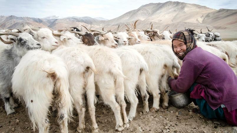 Plateau du Changtang, dans l'alpage de Korzok Phu, à 4 500 mètres d'altitude. C'est ainsi que les nomades attachent leurs chèvres, avant la traite matinale.