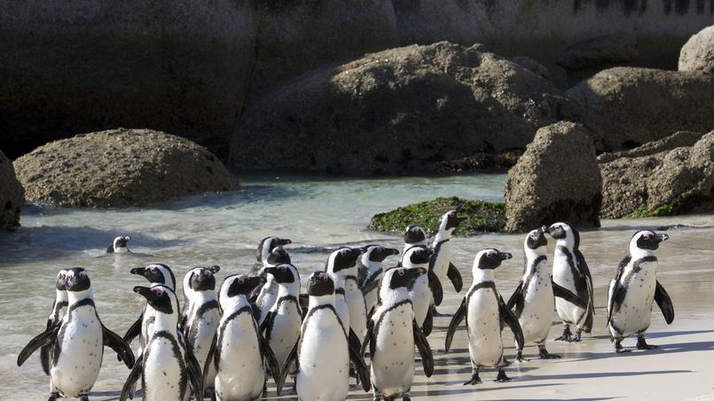 Photo De Manchots Sur Une Plage