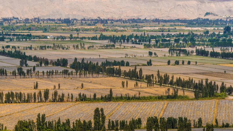 L'un des lieux les plus secs de la planète se fait soudainement verdoyant dans la fertile et agricole vallée du fleuve Majes.