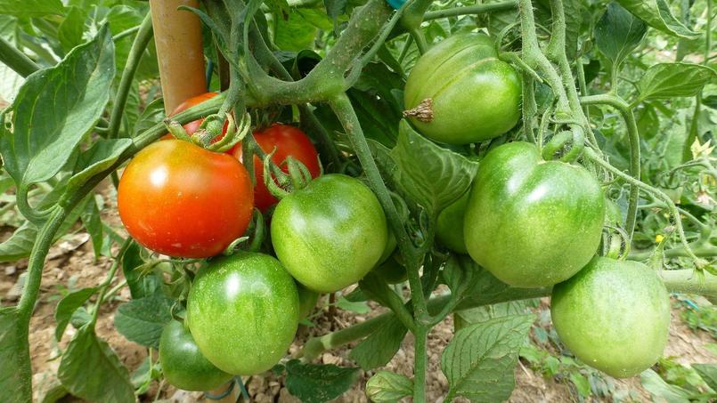 Il ne suffit pas de cultiver des tomates dans la bonne terre de votre jardin pour qu'elles aient du goût. Crédit photo: nociveglia sous licence Creative commons.
