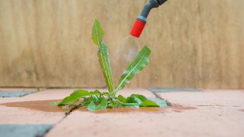 La ministre de l'Écologie, Ségolène Royal, veut interdire dès le 1er janvier la vente en libre service du Roundup et des pesticides utilisés par les jardiniers.