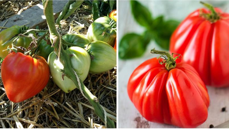 Comment reconnaître une vraie tomate Cœur-de-bœuf ?