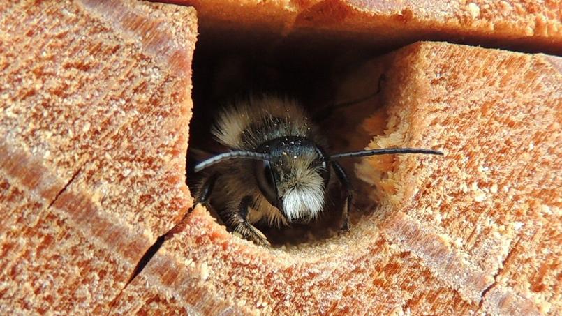quel insecte tue les abeilles