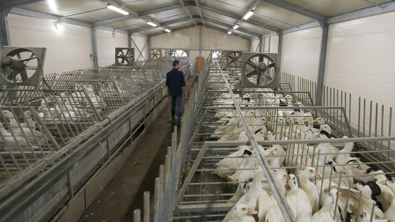 La production de canards et oies est suspendue pendant plusieurs mois.