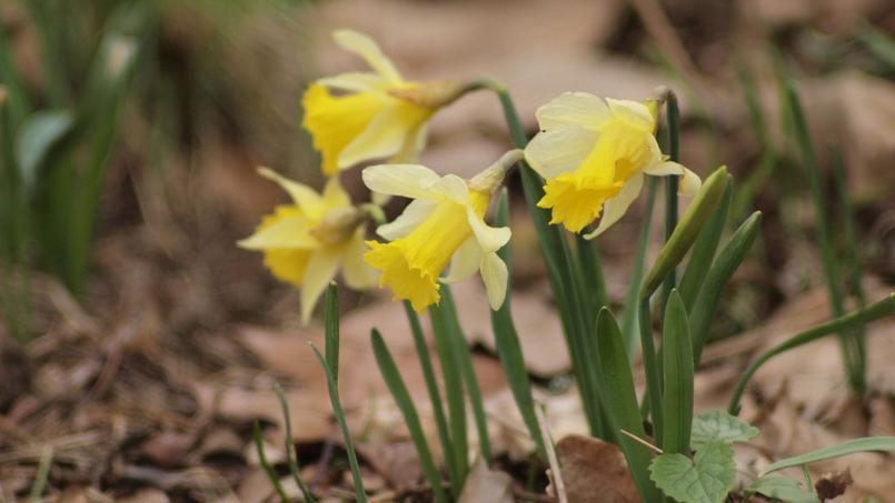 Rencontres astronomiques du printemps