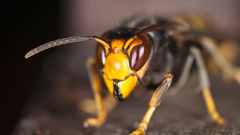 Redoutable prédateur d'abeilles, le frelon asiatique est maintenant présent dans 85 départements français. Photo: Daniel Solabarrieta/Flickr