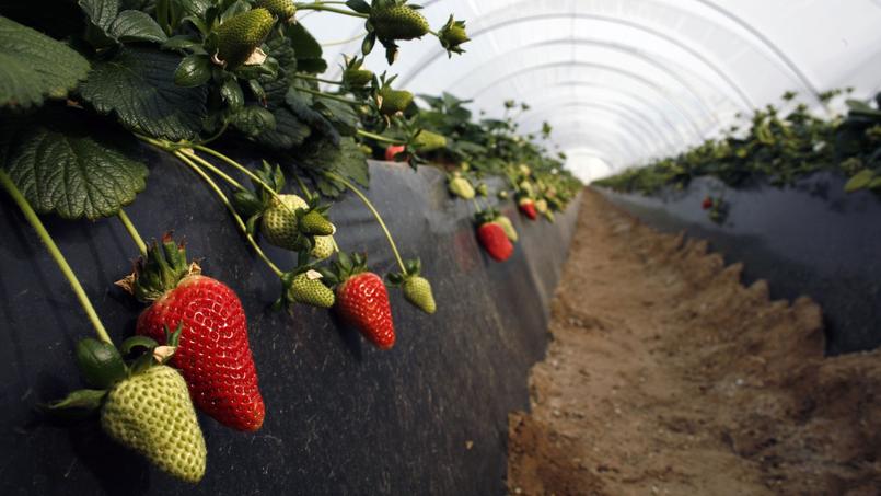 Des fraises espagnoles cultivées sous serre à Rociana del Condado, près de Huelva, en Espagne.