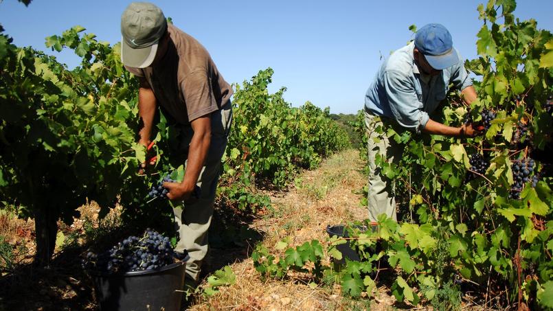 La viticulture fait partie des secteurs qui recruteront le plus en 2017, d'après l'enquête annuelle sur les «Besoins en main d'oeuvre des entreprises», menée par Pôle Emploi.