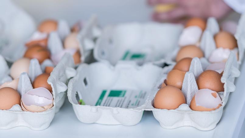 Scandale des œufs contaminés au Fipronil des analyses effectuées en Allemagne pour quantifier les résidus toxiques