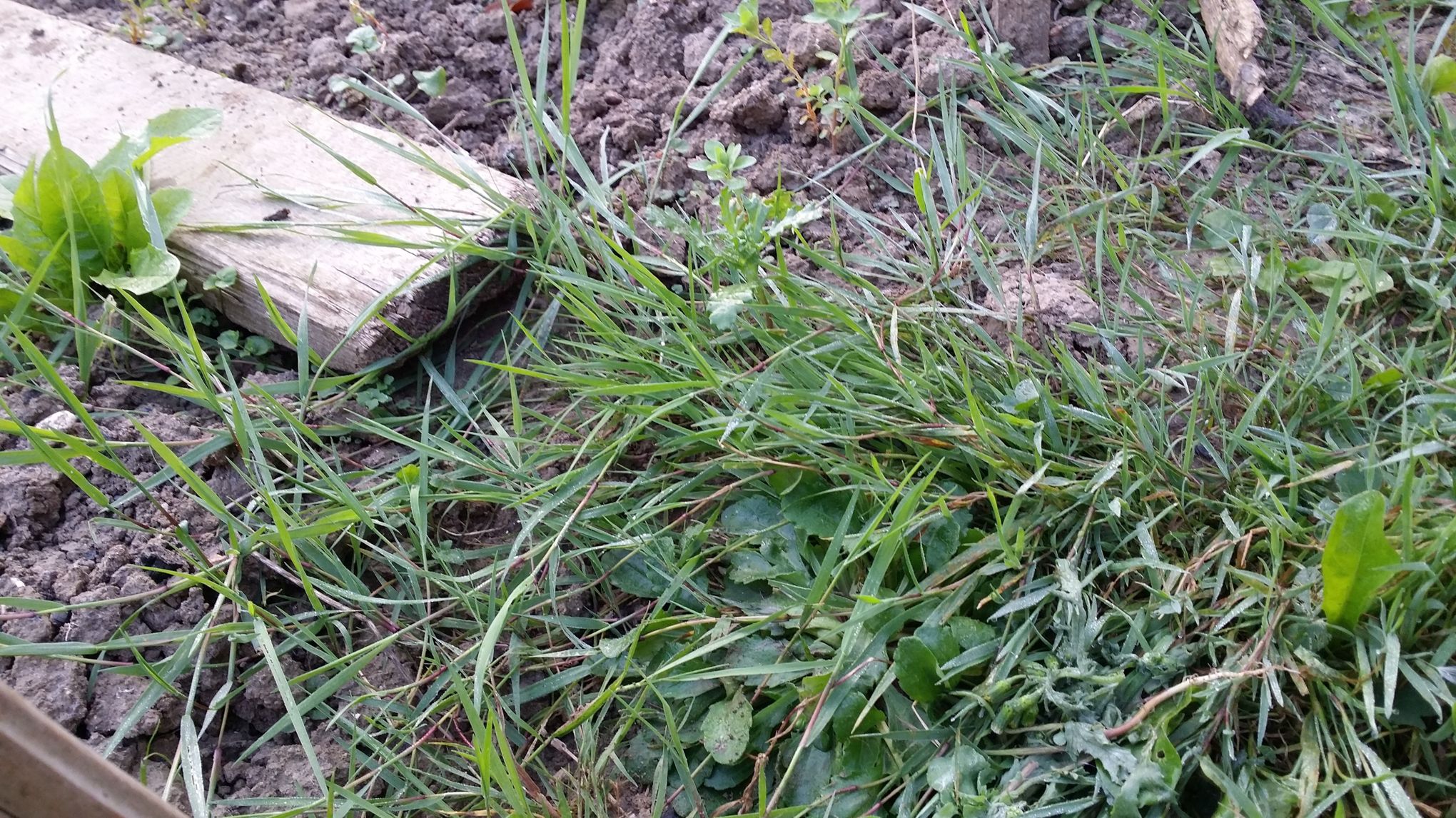 Comment éliminer les mauvaises herbes définitivement ?