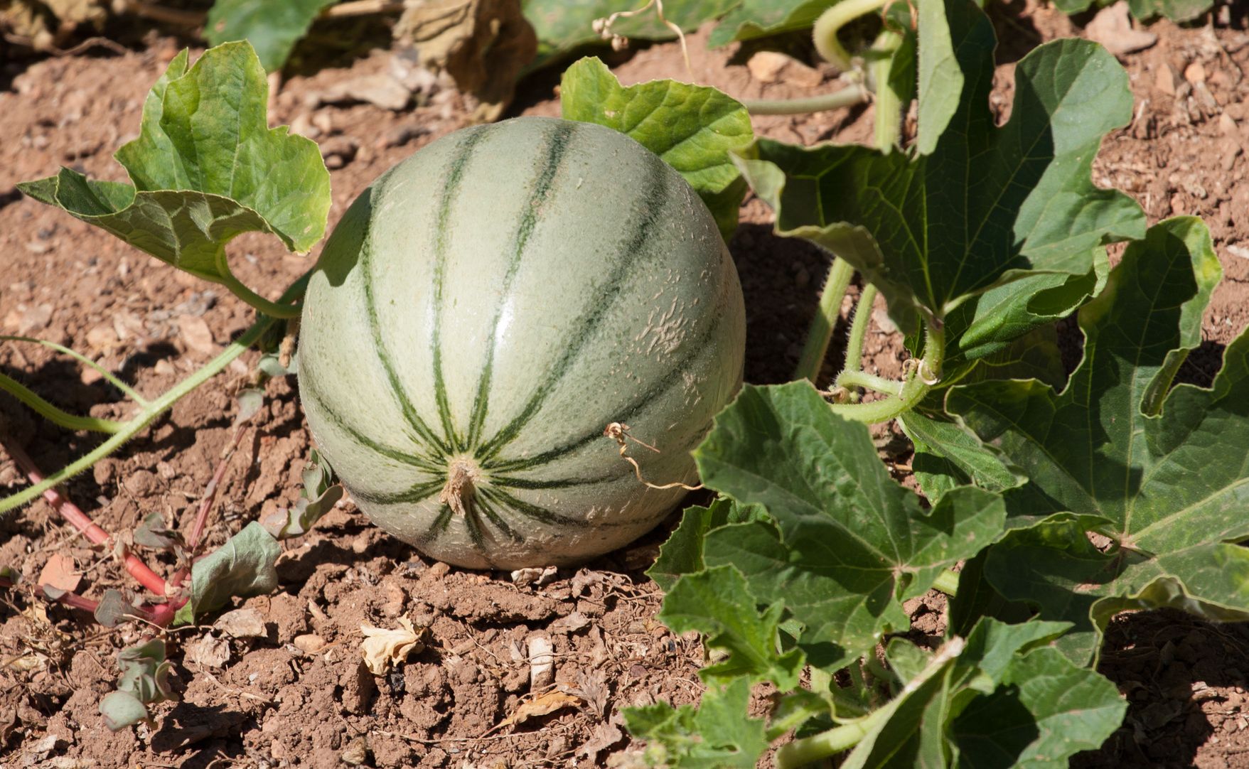 Melon, un fruit dans le potager