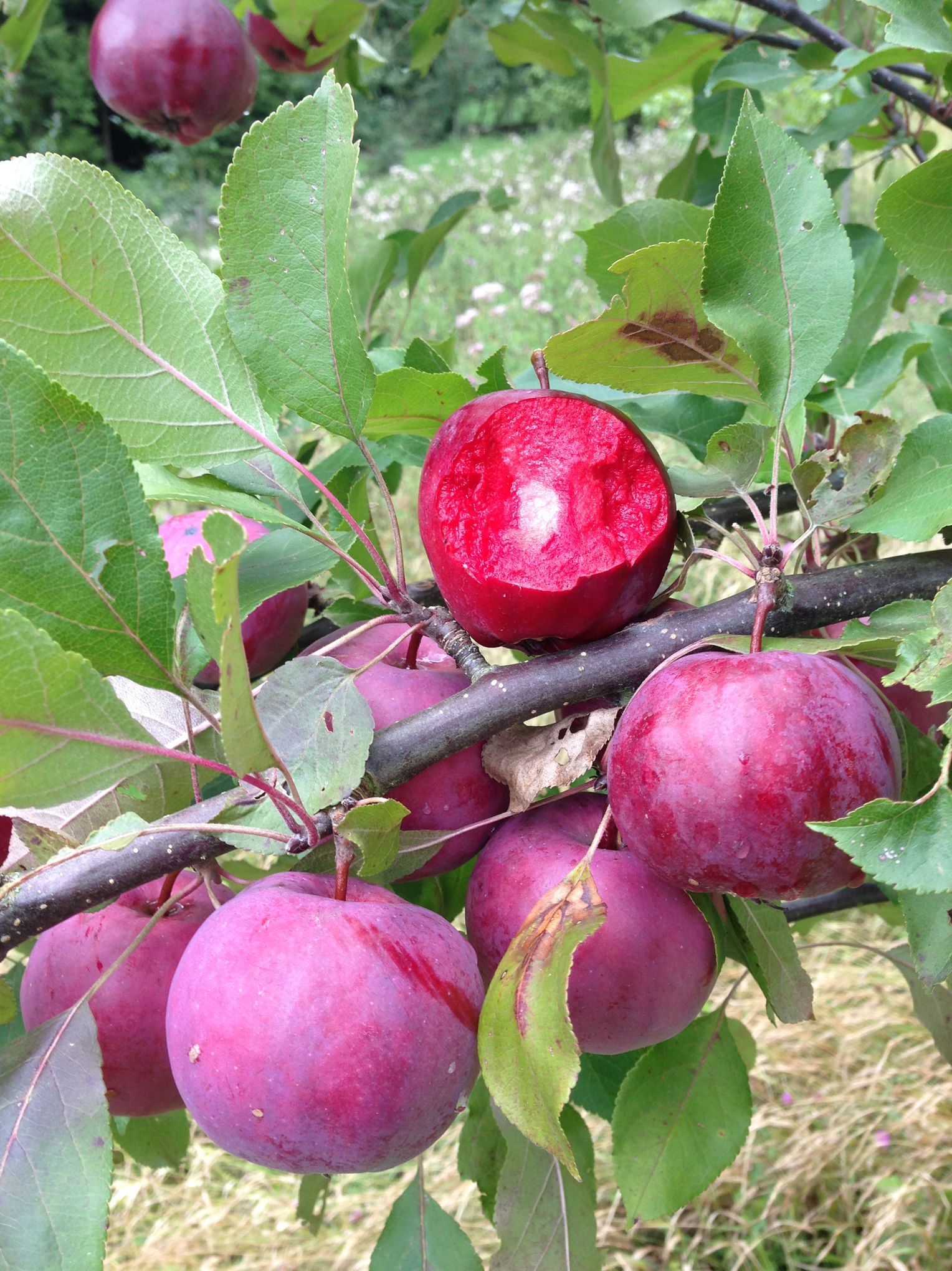 Goûtez les pommes du diable