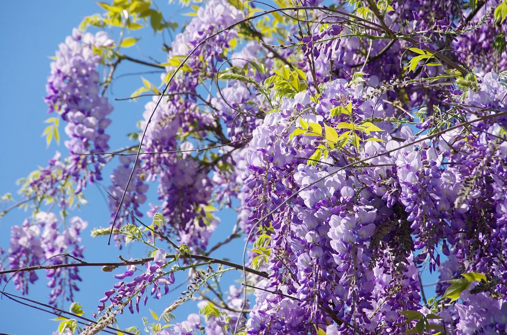 Glycine, majestueuse et volubile grimpante