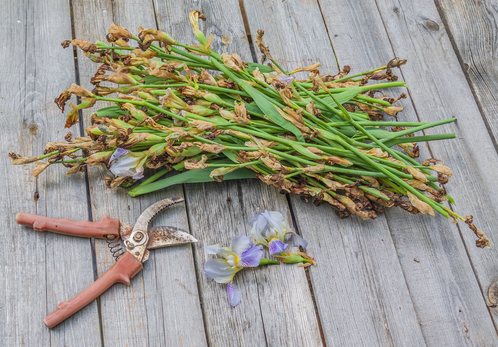 Comment Couper Les Fleurs Fanées Des Primevères