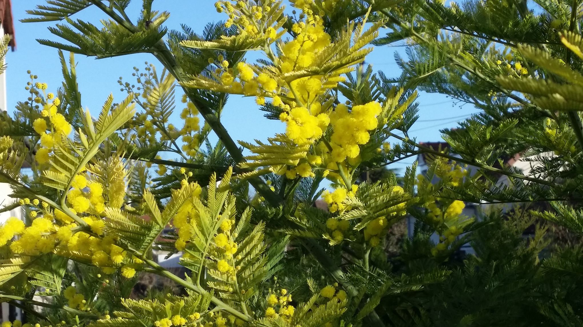 a quelle date fleurit le mimosa