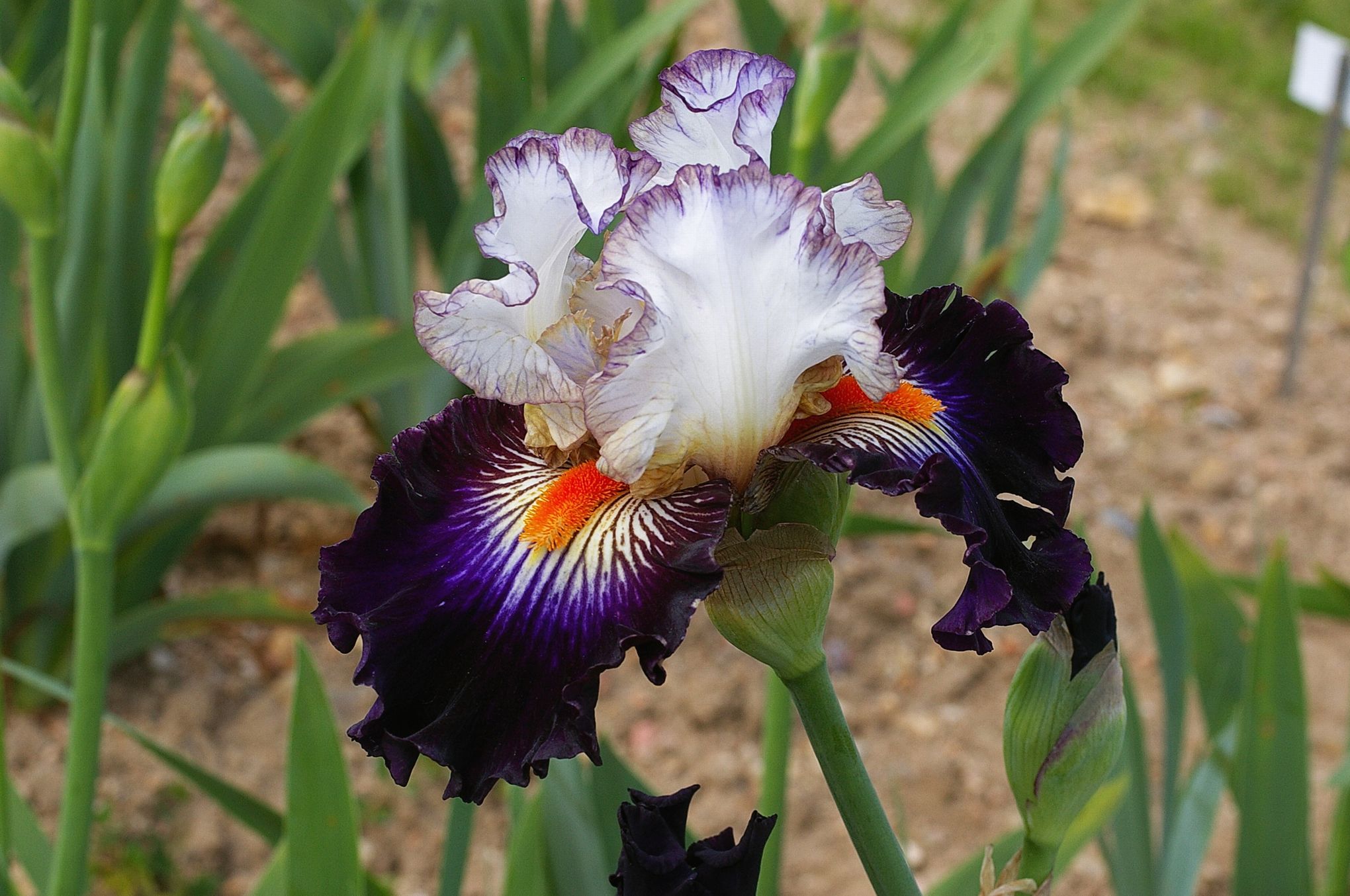 XVMe165f0da-2af8-11e6-86a8-5d7e99fec6ff.