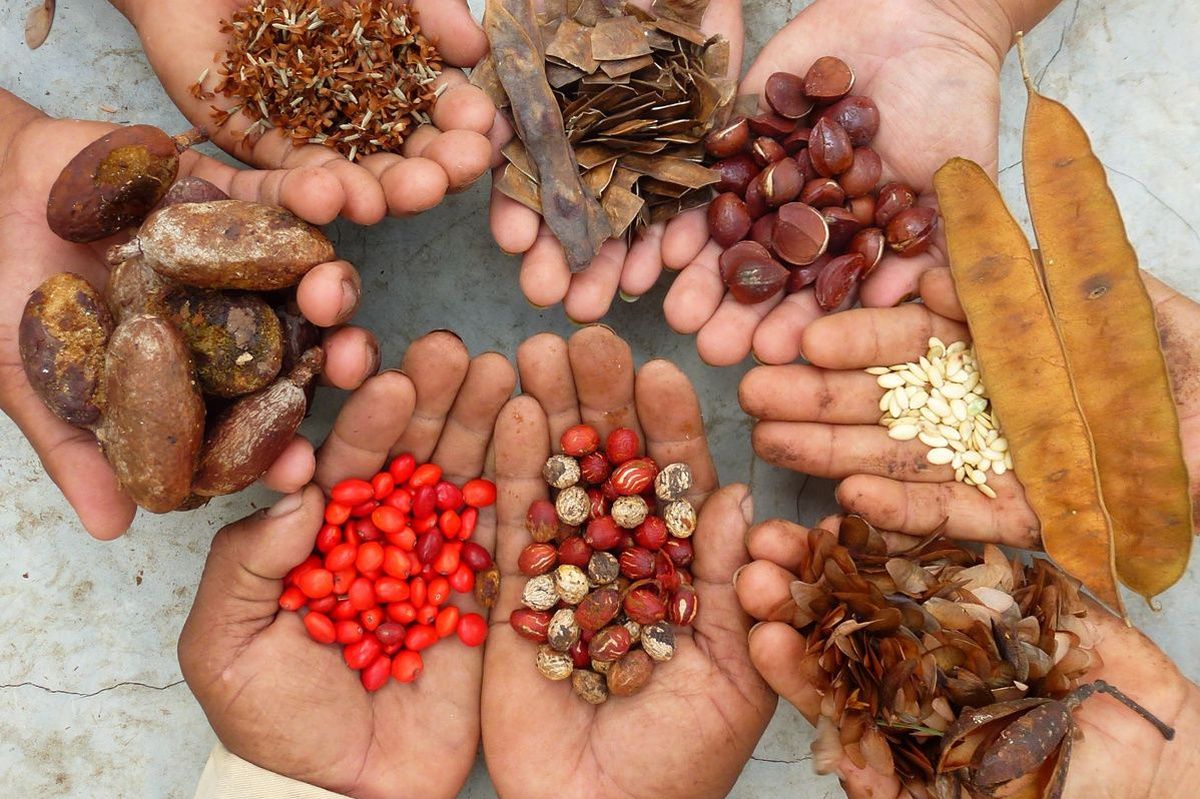 Forest Finance France ouvre le capital de sa filiale de cacao équitable