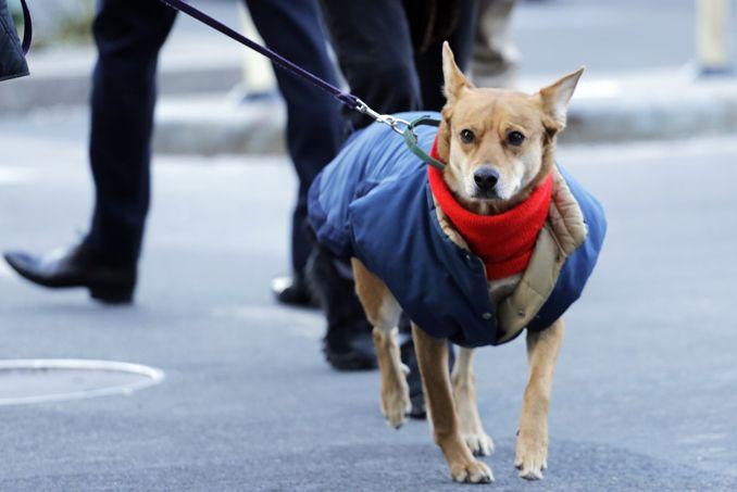 Un froid polaire s abat sur les États Unis