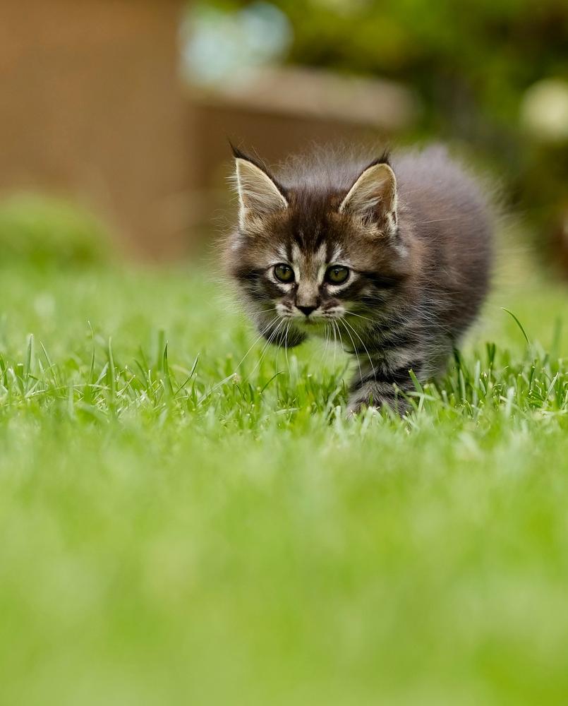 Seul Un Amoureux Des Animaux Aura Un 10 10 A Ce Test Sur Les Mots De La Faune