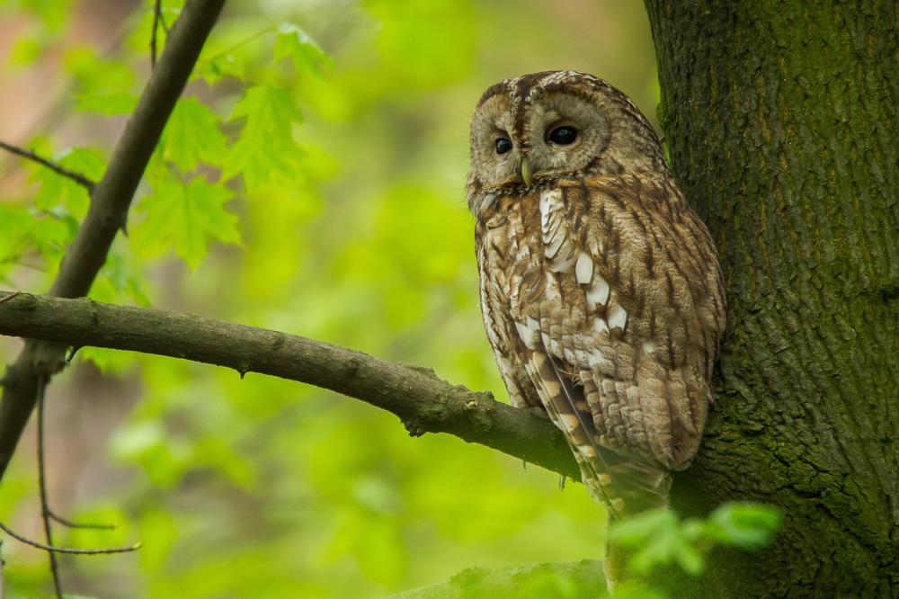 La chouette ce qu'il faut savoir sur cet oiseau — free download