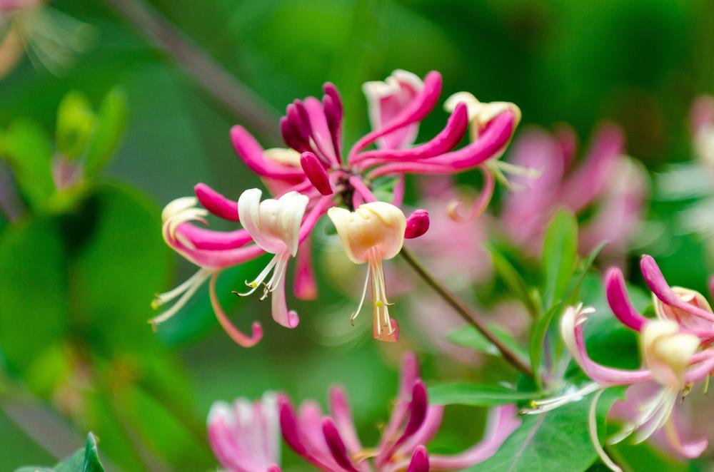 10 Fleurs Odorantes Pour Un Jardin Parfumé En été