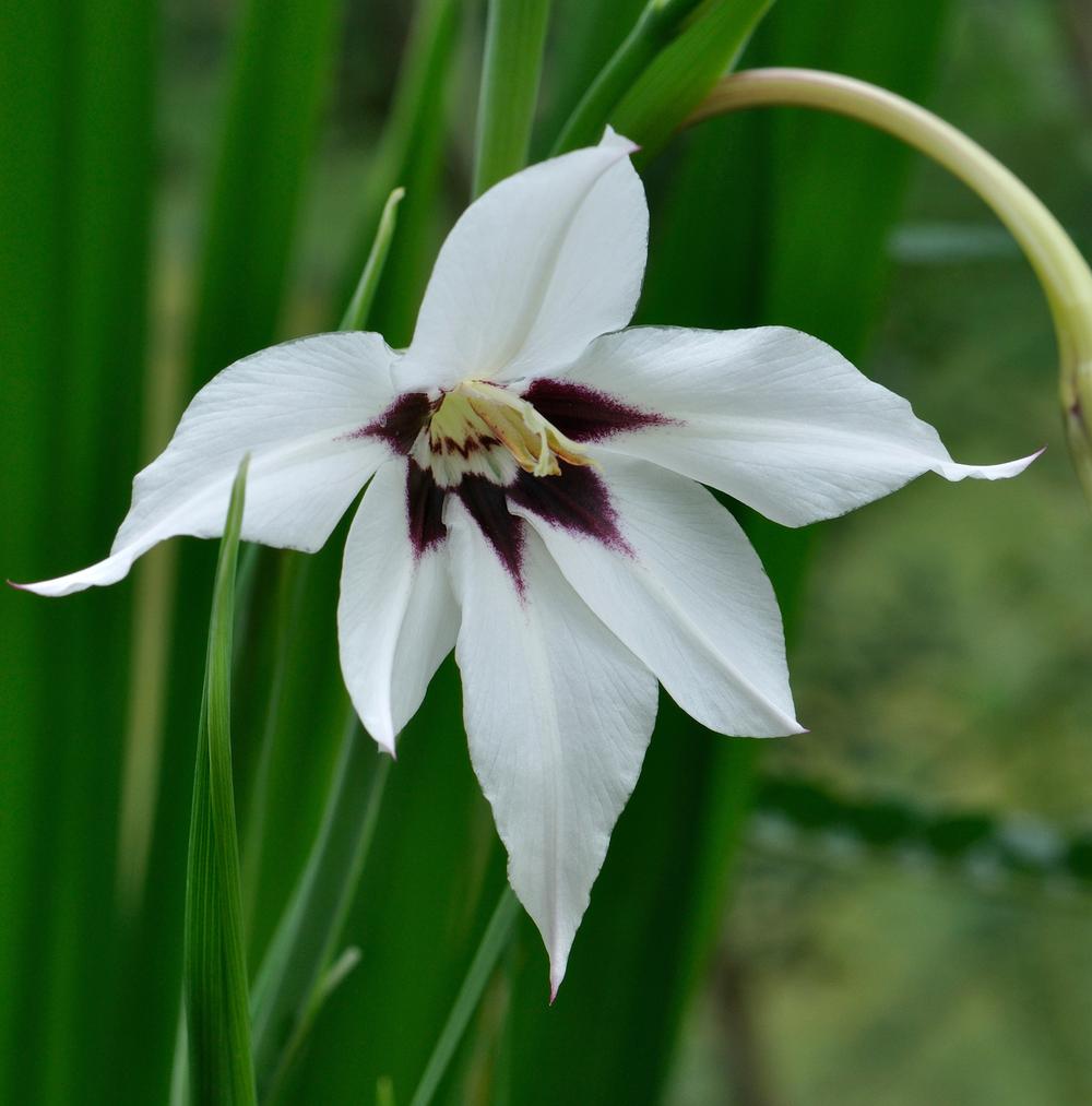 10 Fleurs Odorantes Pour Un Jardin Parfumé En été