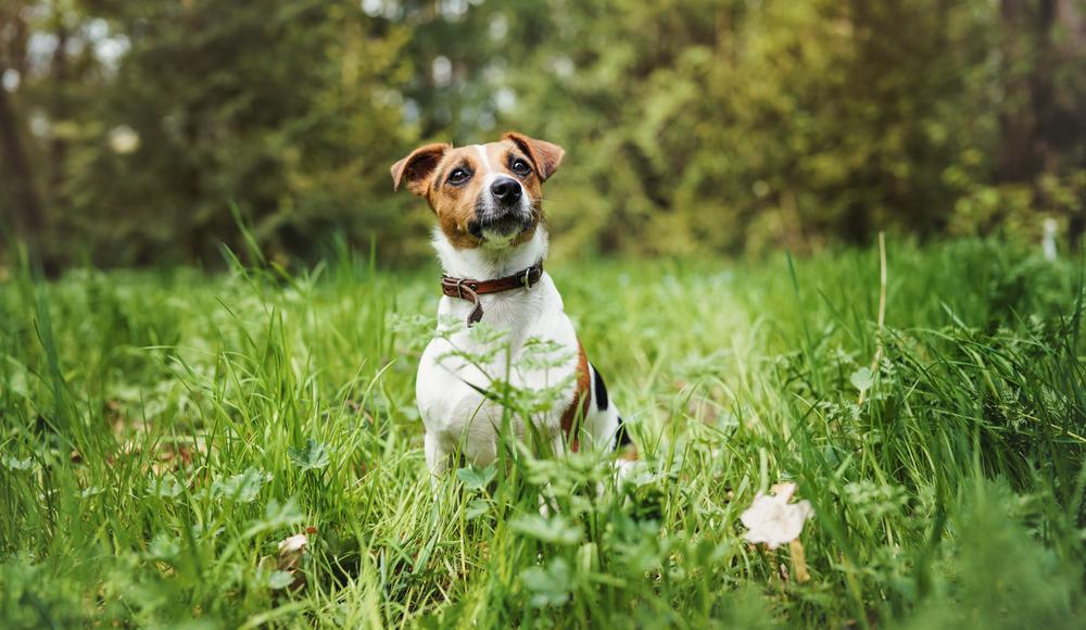 Les chiens terriers : 4 races à découvrir